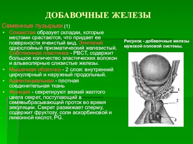 ДОБАВОЧНЫЕ ЖЕЛЕЗЫ Семенные пузырьки (1) Слизистая образует складки, которые местами срастаются, что