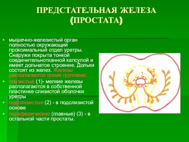 ПРЕДСТАТЕЛЬНАЯ ЖЕЛЕЗА (ПРОСТАТА) мышечно-железистый орган полностью окружающий проксимальный отдел уретры. Снаружи покрыта