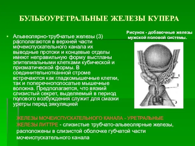 БУЛЬБОУРЕТРАЛЬНЫЕ ЖЕЛЕЗЫ КУПЕРА Альвеолярно-трубчатые железы (3) располагаются в верхней части мочеиспускательного канала