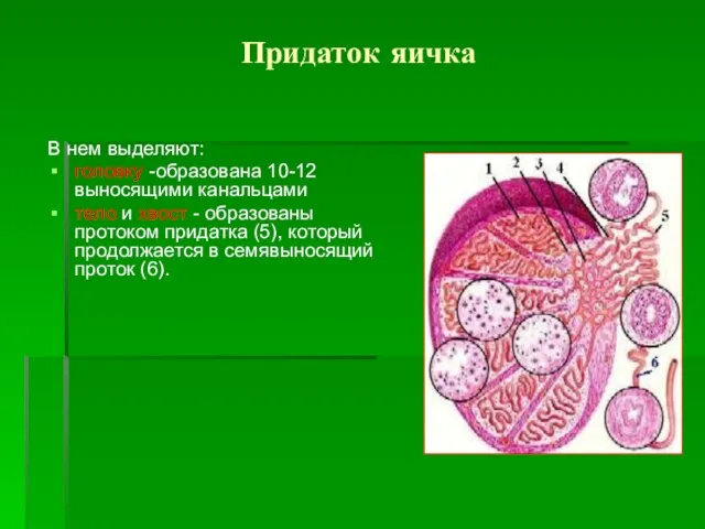 Придаток яичка В нем выделяют: головку -образована 10-12 выносящими канальцами тело и