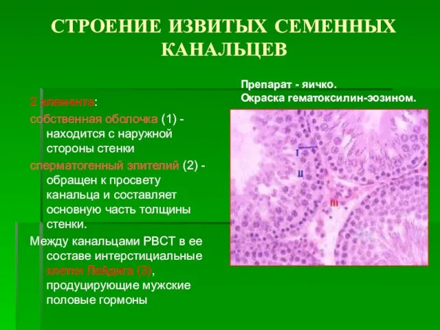 СТРОЕНИЕ ИЗВИТЫХ СЕМЕННЫХ КАНАЛЬЦЕВ 2 элемента: собственная оболочка (1) - находится с