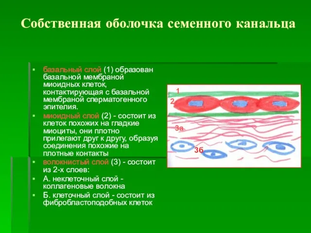 Собственная оболочка семенного канальца базальный слой (1) образован базальной мембраной миоидных клеток,