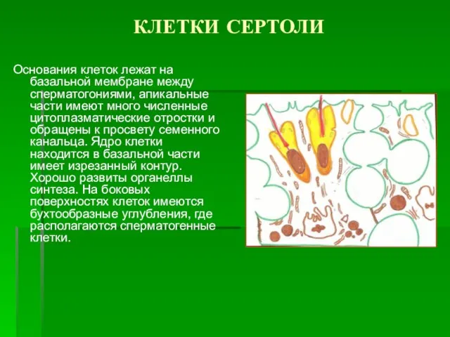 КЛЕТКИ СЕРТОЛИ Основания клеток лежат на базальной мембране между сперматогониями, апикальные части