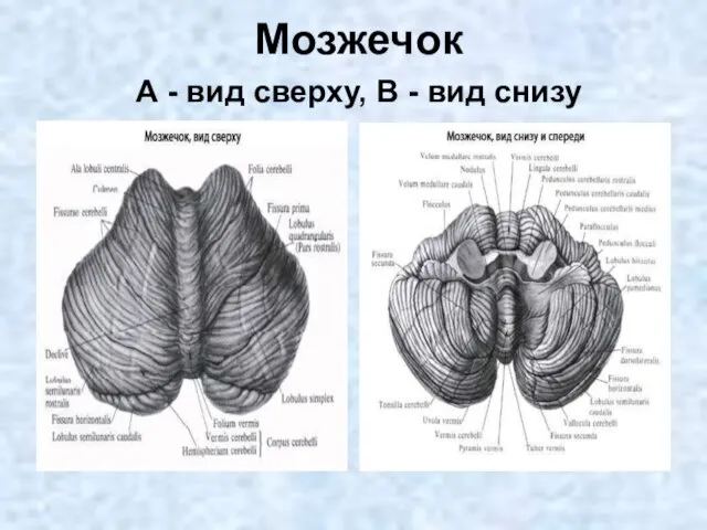 Мозжечок А - вид сверху, В - вид снизу