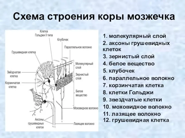 Схема строения коры мозжечка 1. молекулярный слой 2. аксоны грушевидных клеток 3.