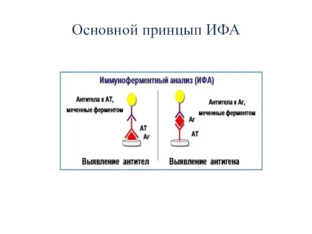 Основной принцып ИФА