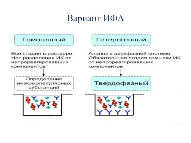 Вариант ИФА