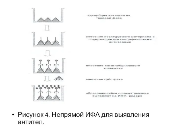 Рисунок 4. Непрямой ИФА для выявления антител.