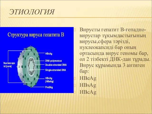 ЭТИОЛОГИЯ Вирусты гепатит В-гепадно-вирустар тұқымдастығының вирусы,сфера тәрізді,нуклеокапсиді бар оның ортасында вирус геномы