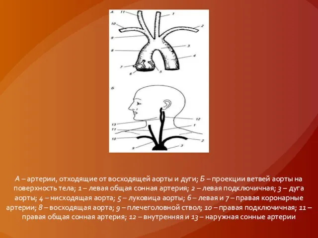 А – артерии, отходящие от восходящей аорты и дуги; Б – проекции