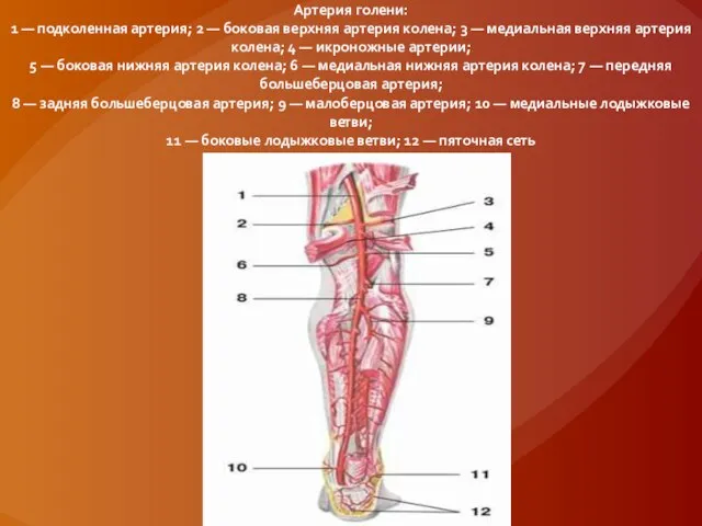 Артерия голени: 1 — подколенная артерия; 2 — боковая верхняя артерия колена;