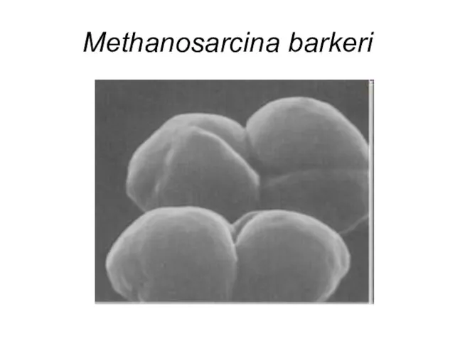 Methanosarcina barkeri