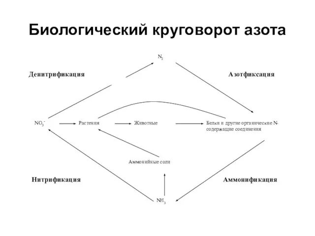 Биологический круговорот азота