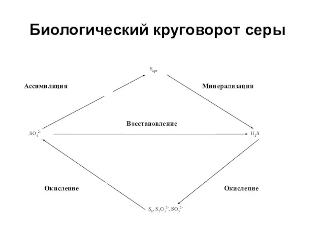 Биологический круговорот серы