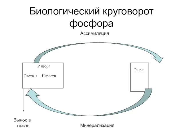 Биологический круговорот фосфора Р неорг Раств. ← Нераств Р орг Ассимиляция Минерализация Вынос в океан