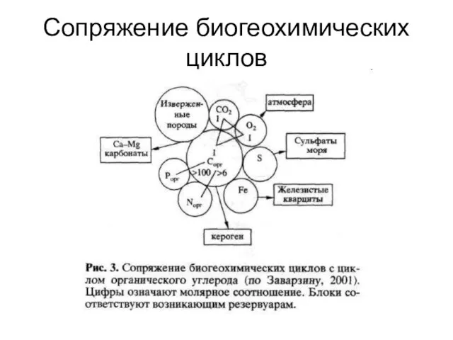 Сопряжение биогеохимических циклов