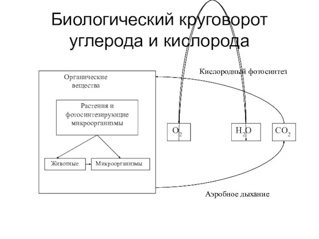 Биологический круговорот углерода и кислорода