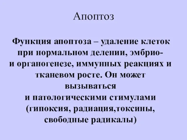 Апоптоз Функция апоптоза – удаление клеток при нормальном делении, эмбрио- и органогенезе,