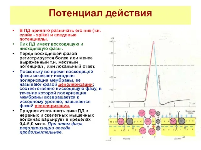 Потенциал действия В ПД принято различать его пик (т.н. спайк - spike)