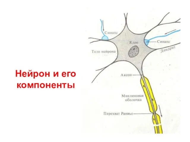 Нейрон и его компоненты