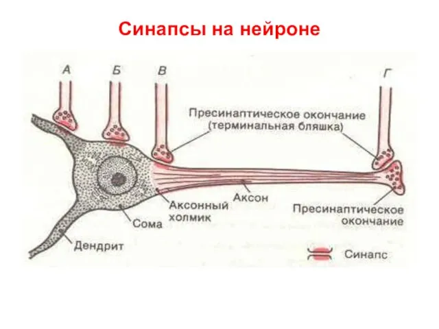 Синапсы на нейроне