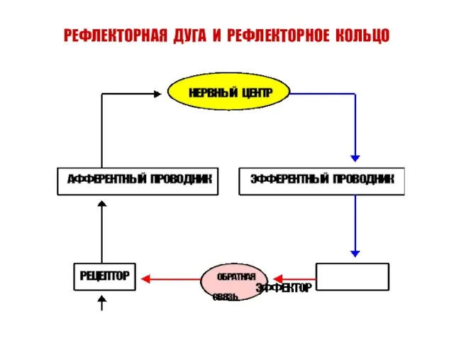 РЕФЛЕКТОРНАЯ ДУГА И РЕФЛЕКТОРНОЕ КОЛЬЦО