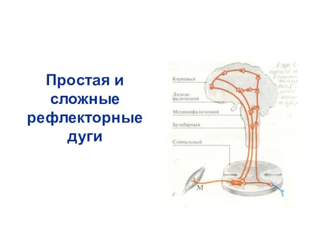 Простая и сложные рефлекторные дуги