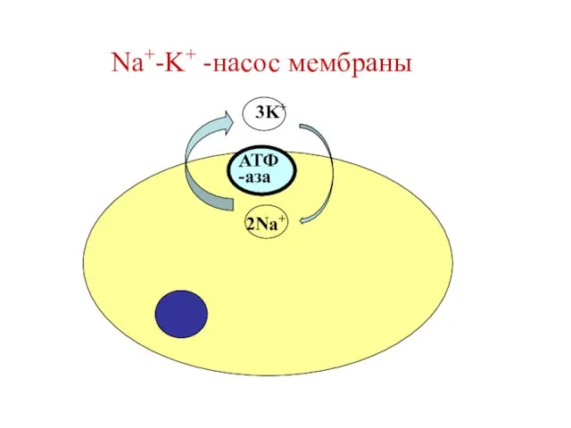 Na+-K+ -насос мембраны 2Na+ 3K+ АТФ -аза