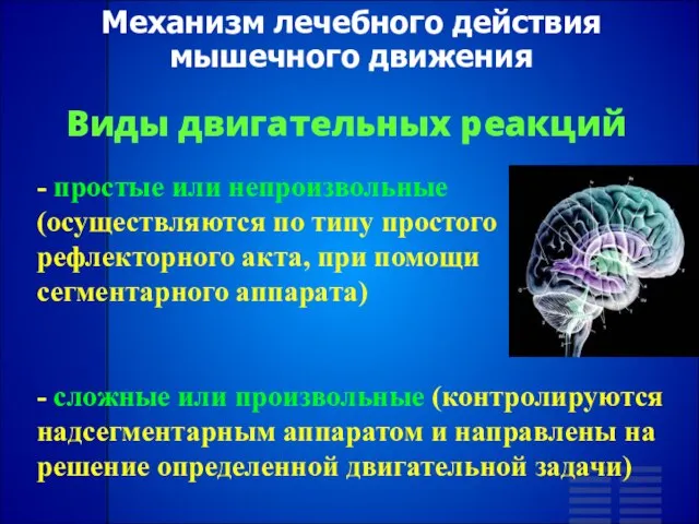 Механизм лечебного действия мышечного движения Виды двигательных реакций - простые или непроизвольные