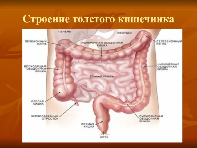 Строение толстого кишечника