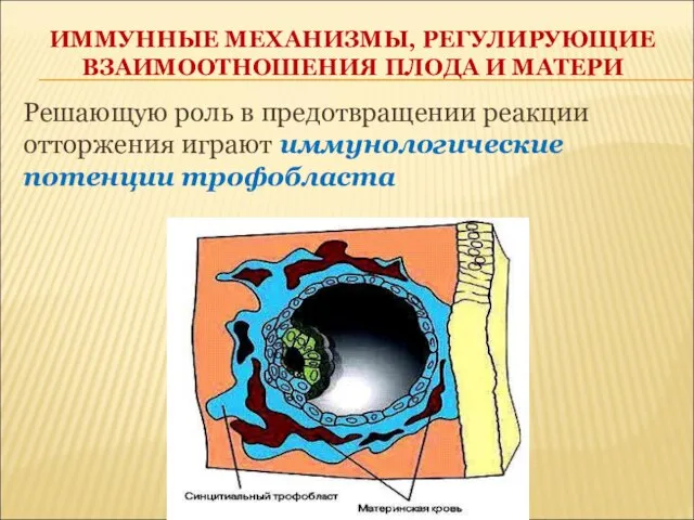 ИММУННЫЕ МЕХАНИЗМЫ, РЕГУЛИРУЮЩИЕ ВЗАИМООТНОШЕНИЯ ПЛОДА И МАТЕРИ Решающую роль в предотвращении реакции