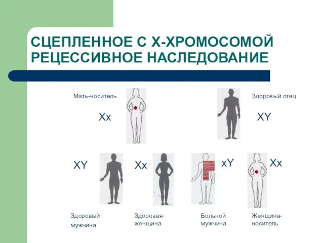 СЦЕПЛЕННОЕ С Х-ХРОМОСОМОЙ РЕЦЕССИВНОЕ НАСЛЕДОВАНИЕ Мать-носитель Здоровый отец Здоровый мужчина Здоровая женщина