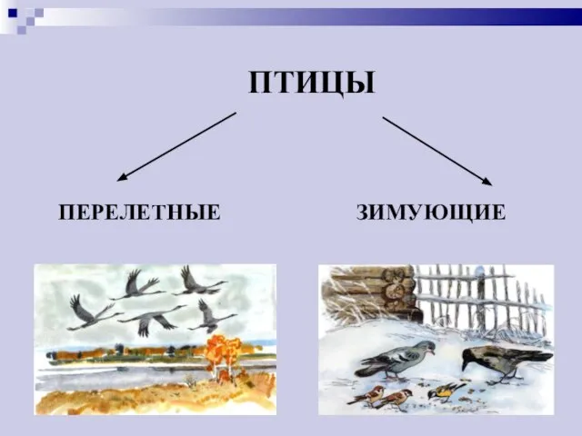 ПТИЦЫ ЗИМУЮЩИЕ ПЕРЕЛЕТНЫЕ