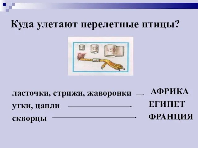 Куда улетают перелетные птицы? ласточки, стрижи, жаворонки утки, цапли скворцы АФРИКА ЕГИПЕТ ФРАНЦИЯ