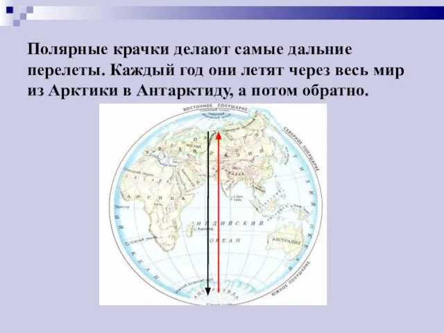 Полярные крачки делают самые дальние перелеты. Каждый год они летят через весь