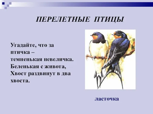 Угадайте, что за птичка – темненькая невеличка. Беленькая с живота, Хвост раздвинут