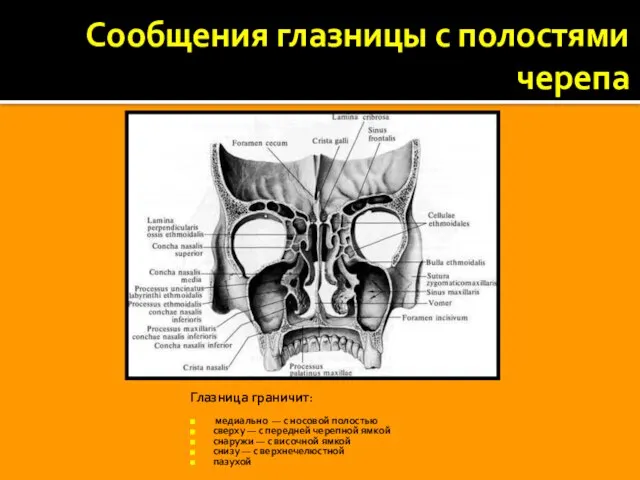 Сообщения глазницы с полостями черепа Глазница граничит: медиально — с носовой полостью