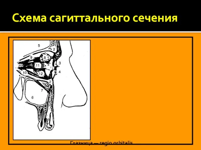 Схема сагиттального сечения Глазница — regio orbitalis 1 — bulbus oculi, 2