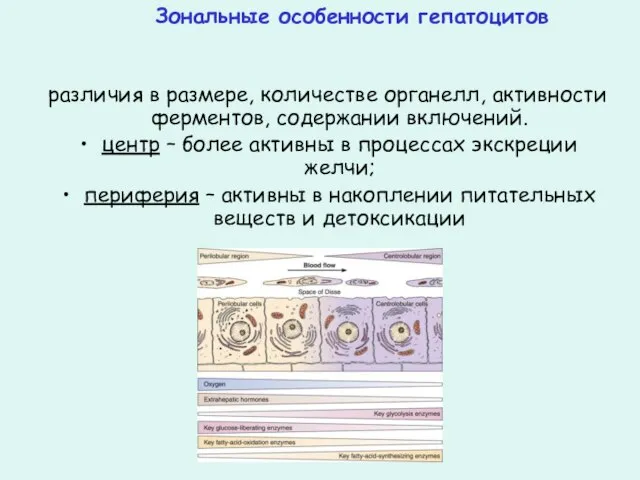 Зональные особенности гепатоцитов различия в размере, количестве органелл, активности ферментов, содержании включений.