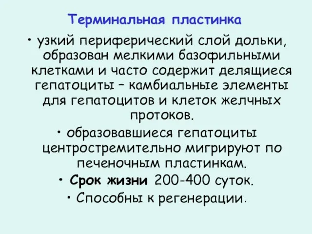 Терминальная пластинка узкий периферический слой дольки, образован мелкими базофильными клетками и часто