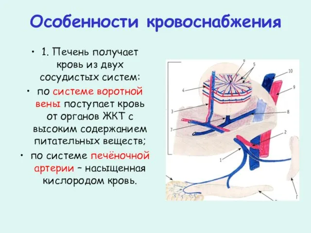 Особенности кровоснабжения 1. Печень получает кровь из двух сосудистых систем: по системе