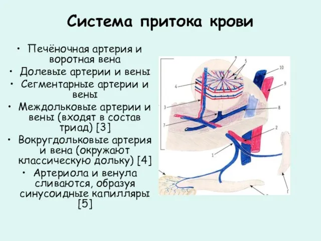 Система притока крови Печёночная артерия и воротная вена Долевые артерии и вены