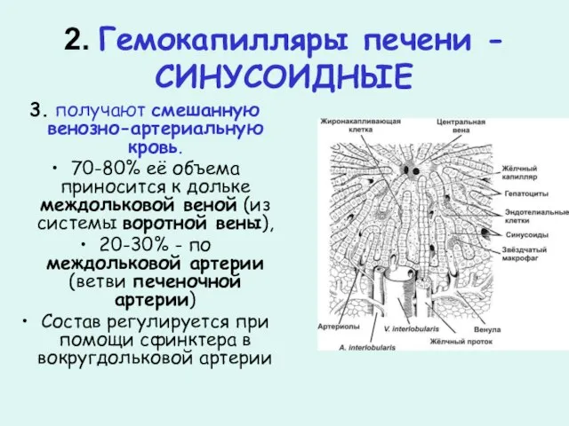 2. Гемокапилляры печени - СИНУСОИДНЫЕ 3. получают смешанную венозно-артериальную кровь. 70-80% её