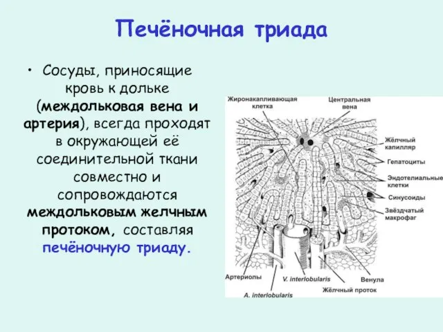 Печёночная триада Сосуды, приносящие кровь к дольке (междольковая вена и артерия), всегда