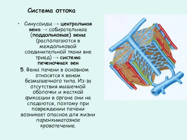 Система оттока Синусоиды → центральная вена → собирательные (поддольковые) вены (располагаются в