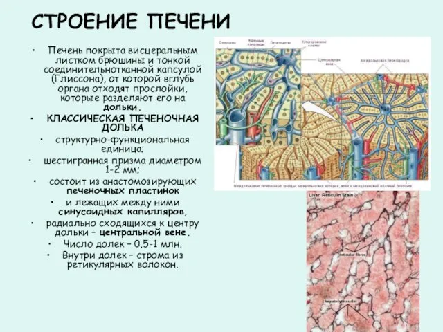 СТРОЕНИЕ ПЕЧЕНИ Печень покрыта висцеральным листком брюшины и тонкой соединительнотканной капсулой (Глиссона),