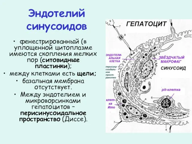 Эндотелий синусоидов фенестрированный (в уплощенной цитоплазме имеются скопления мелких пор (ситовидные пластинки);