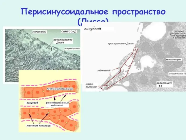 Перисинусоидальное пространство (Диссе)