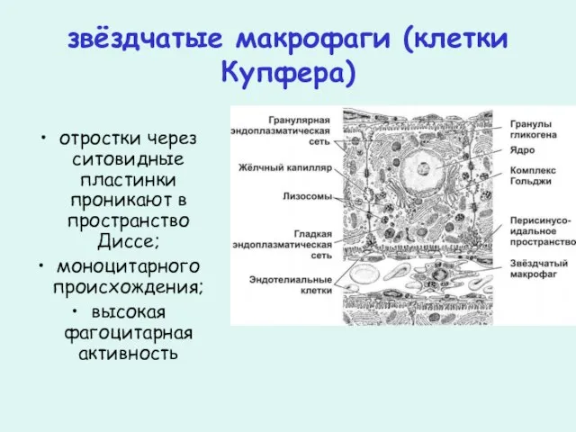 звёздчатые макрофаги (клетки Купфера) отростки через ситовидные пластинки проникают в пространство Диссе;