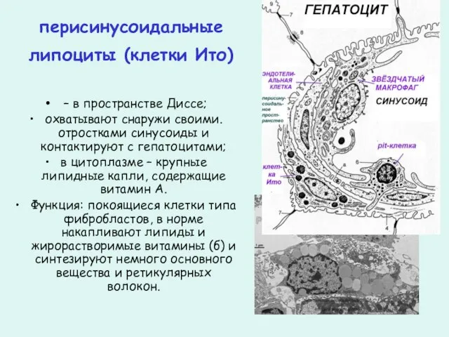 перисинусоидальные липоциты (клетки Ито) – в пространстве Диссе; охватывают снаружи своими. отростками